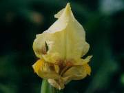 Spp. Drama Thrace from northern Greece